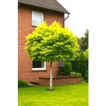 BRZOZA ŻÓŁTA szczepiona na pniu - sadzonki 150 / 170 cm